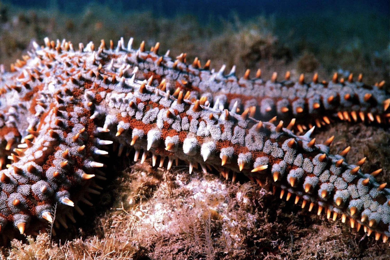 Funchal : plongée sous-marine certifiée, visite guidée