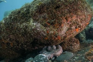 Funchal: Certified Scuba Diving, Guided Tour