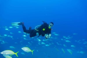 Funchal: Certified Scuba Diving, Guided Tour