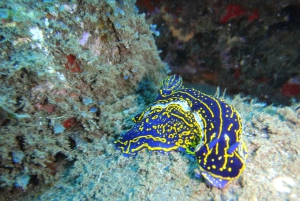 Funchal : plongée sous-marine certifiée, visite guidée