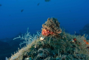 Funchal : plongée sous-marine certifiée, visite guidée