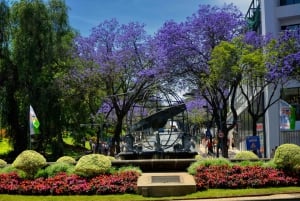 Funchal: City Tour in a Tukxi