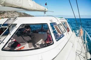 Funchal: Dolphin and Whale Watching by Luxury Catamaran