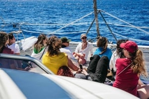 Funchal: Dolphin and Whale Watching by Luxury Catamaran