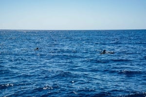 Funchal: Dolphin and Whale Watching by Luxury Catamaran