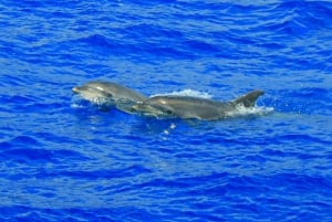 Funchal: Dolphin and Whale Watching by Luxury Catamaran