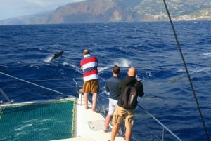 Funchal: Dolphin and Whale Watching by Luxury Catamaran