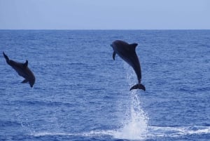 Funchal: Dolphin and Whale Watching by Luxury Catamaran