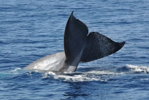 Funchal: Dolphin and Whale Watching Catamaran Cruise