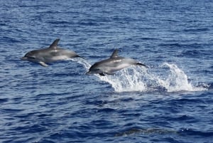 Funchal: Dolphin and Whale Watching Catamaran Cruise