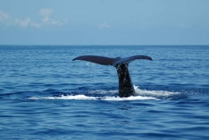 Funchal: Dolphin and Whale Watching Catamaran Cruise