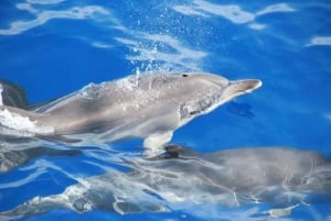 Funchal: Dolphin and Whale-watching Catamaran Tour