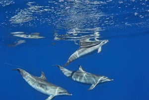 Funchal: Dolphin and Whale-watching Catamaran Tour