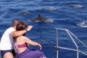 Funchal: Dolphin and Whale-watching Catamaran Tour