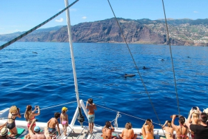 Funchal: Dolphin and Whale-watching Catamaran Tour