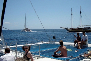 Funchal: Dolphin and Whale-watching Catamaran Tour