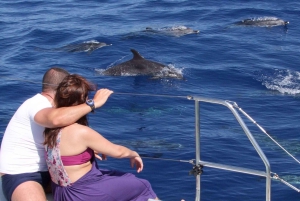 Funchal: Dolphin and Whale-watching Catamaran Tour