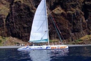 Funchal: Dolphin and Whale-watching Catamaran Tour