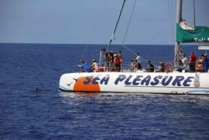 Funchal: Dolphin and Whale-watching Catamaran Tour