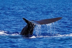 Funchal: Dolphin and Whale Watching Cruise