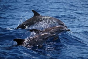 Funchal: Dolphin and Whale Watching Cruise