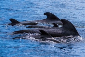 Funchal: Dolphin and Whale Watching Cruise