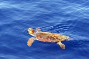 Funchal: Dolphin and Whale Watching Cruise