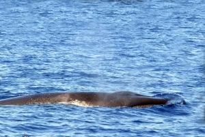 Funchal: Dolphin and Whale Watching Cruise