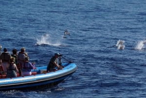 Funchal: Dolphin and Whale Watching Cruise