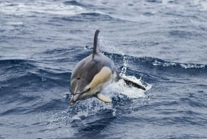 Funchal: Dolphin and Whale Watching Cruise