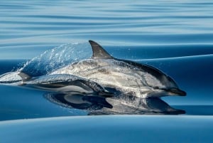 Funchal: Dolphin and Whale Watching Cruise