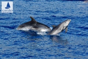 Funchal: Dolphin and Whale Watching Sailing Trip