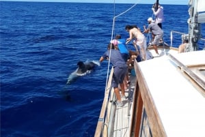 Funchal: Dolphin and Whale Watching Sailing Trip