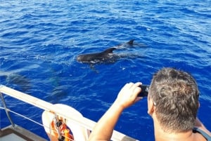 Funchal: Dolphin and Whale Watching Sailing Trip