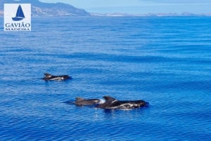 Funchal: Dolphin and Whale Watching Sailing Trip