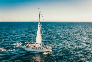 Funchal: gita in barca a vela con osservazione di delfini e balene