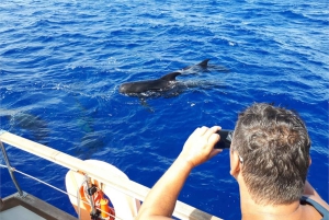Funchal: gita in barca a vela con osservazione di delfini e balene
