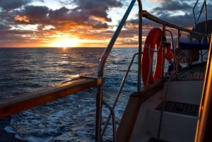 Funchal: Dolphin and Whale Watching Sunset Sailing Tour