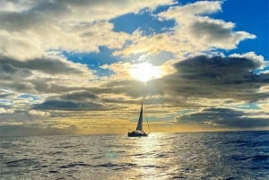 Funchal: Dolphin and Whale Watching Sunset Sailing Tour