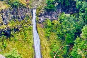 Funchal: East Madeira Island Guided Tour & Laurissilva Walk