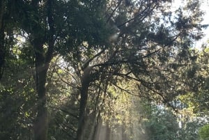 Funchal: Östra Madeira Guidad tur & Laurissilva promenad