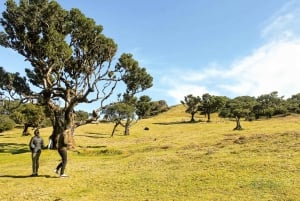 Funchal: Enchanted Terraces, Porto do Moniz & Fanal 4WD Tour