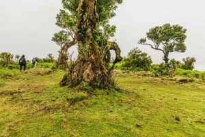 Funchal: Enchanted Terraces, Porto do Moniz & Fanal 4WD Tour