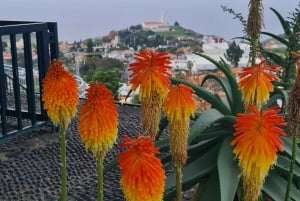 ファミリーツアー マデイラ島