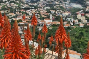 ファミリーツアー マデイラ島