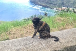 ファミリーツアー マデイラ島