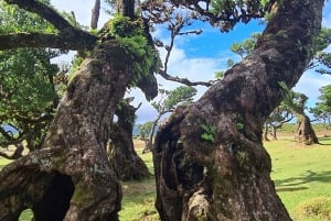 ファミリーツアー マデイラ島
