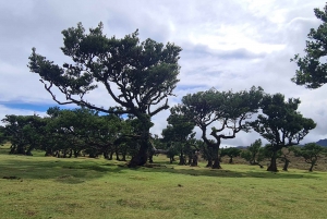 ファミリーツアー マデイラ島