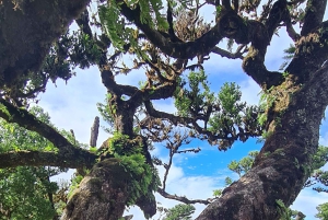 ファミリーツアー マデイラ島