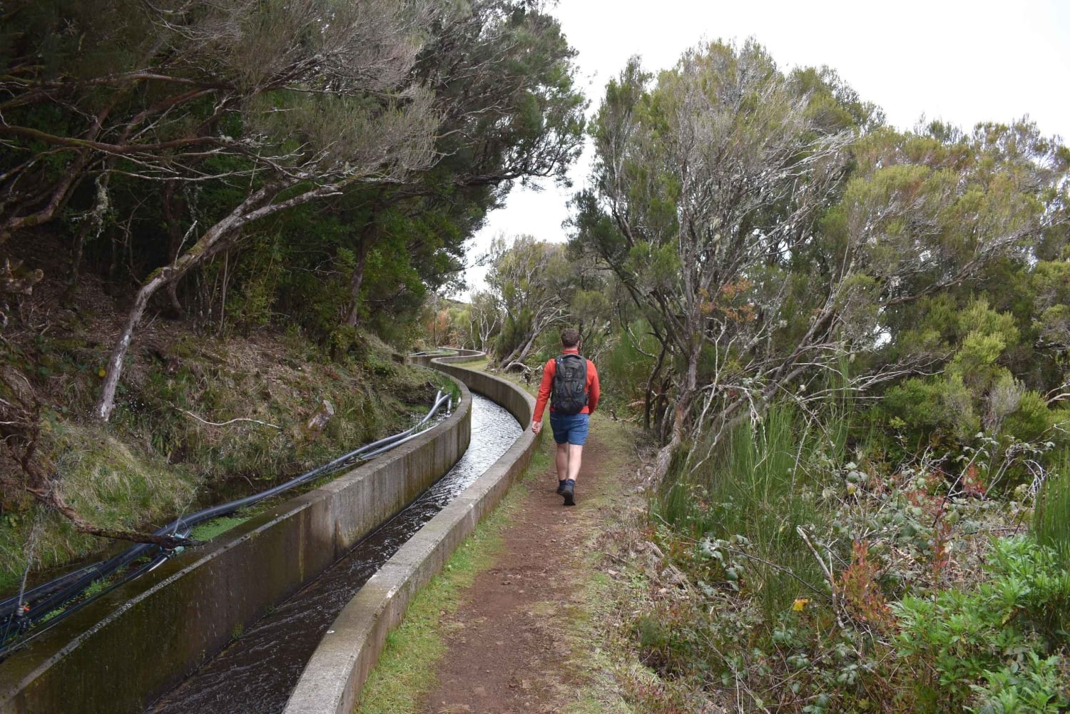 Funchal: Full Day 4x4, Fanal Mystic Forest and Levada walk